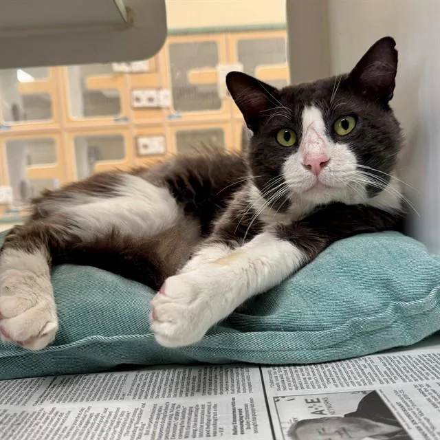 An adult large-sized male Domestic Short Hair cat named Rumple for adoption in Riverside, CA