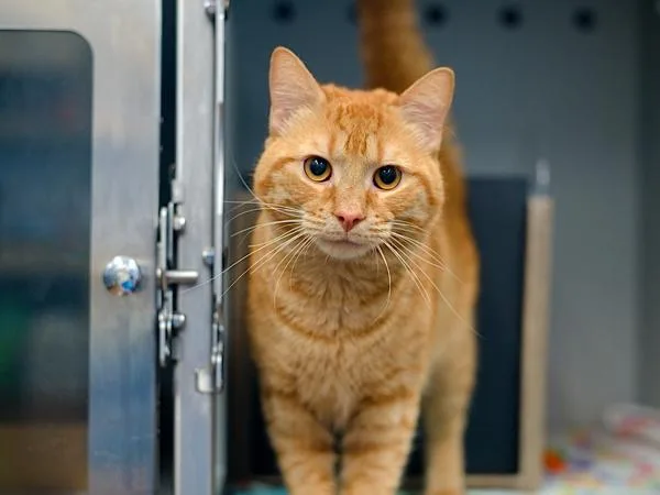 An adult medium-sized male Domestic Short Hair cat named Bowie for adoption in Ridgewood, NY