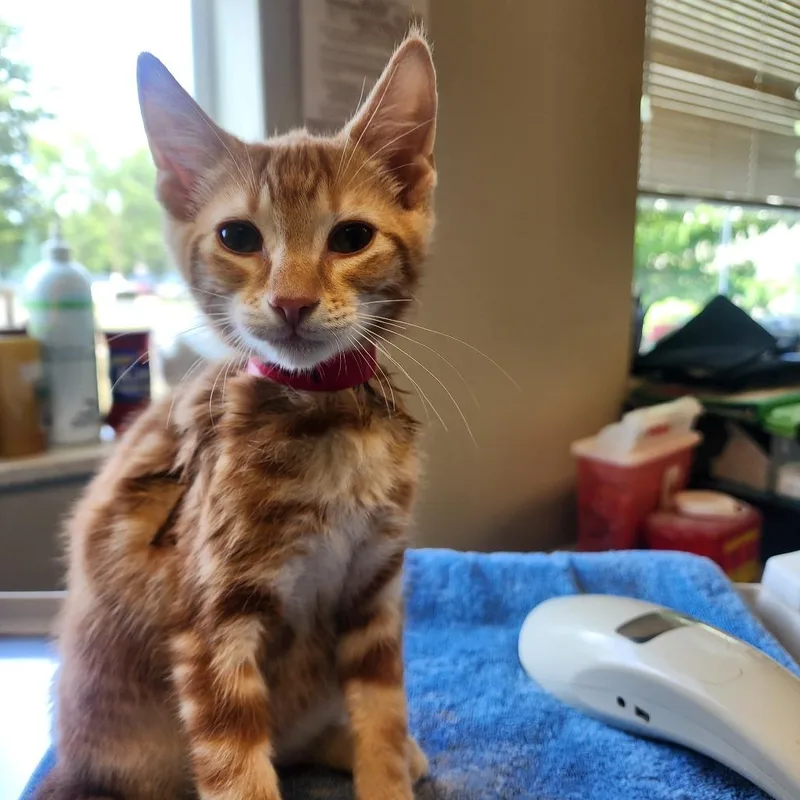 A baby small-sized male Orange / Red Domestic Short Hair cat named Bosley for adoption in Columbia Station, OH