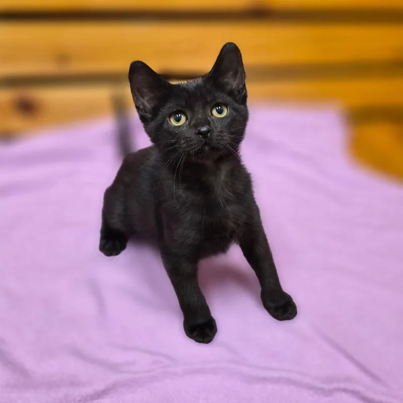 A baby small-sized female Domestic Short Hair cat named Calypso for adoption in Woodstock, IL