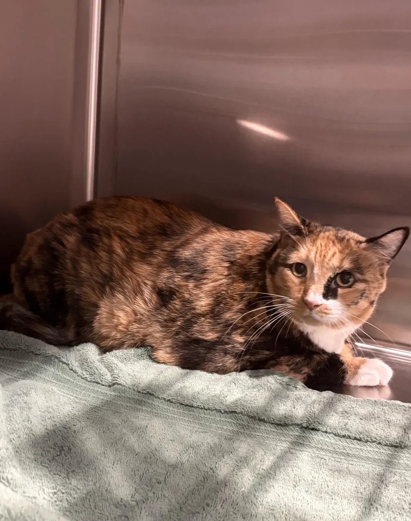 An adult medium-sized female Tortoiseshell Domestic Short Hair cat named Missy for adoption in Mesquite, NV
