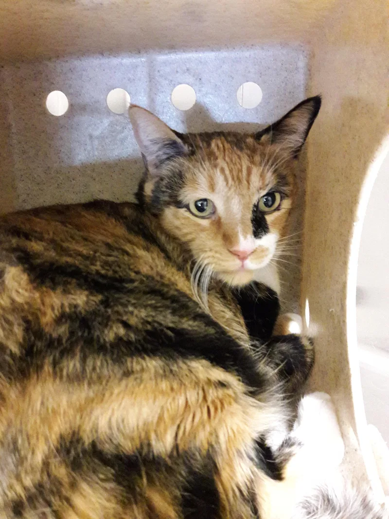 Missy thumbnail 2