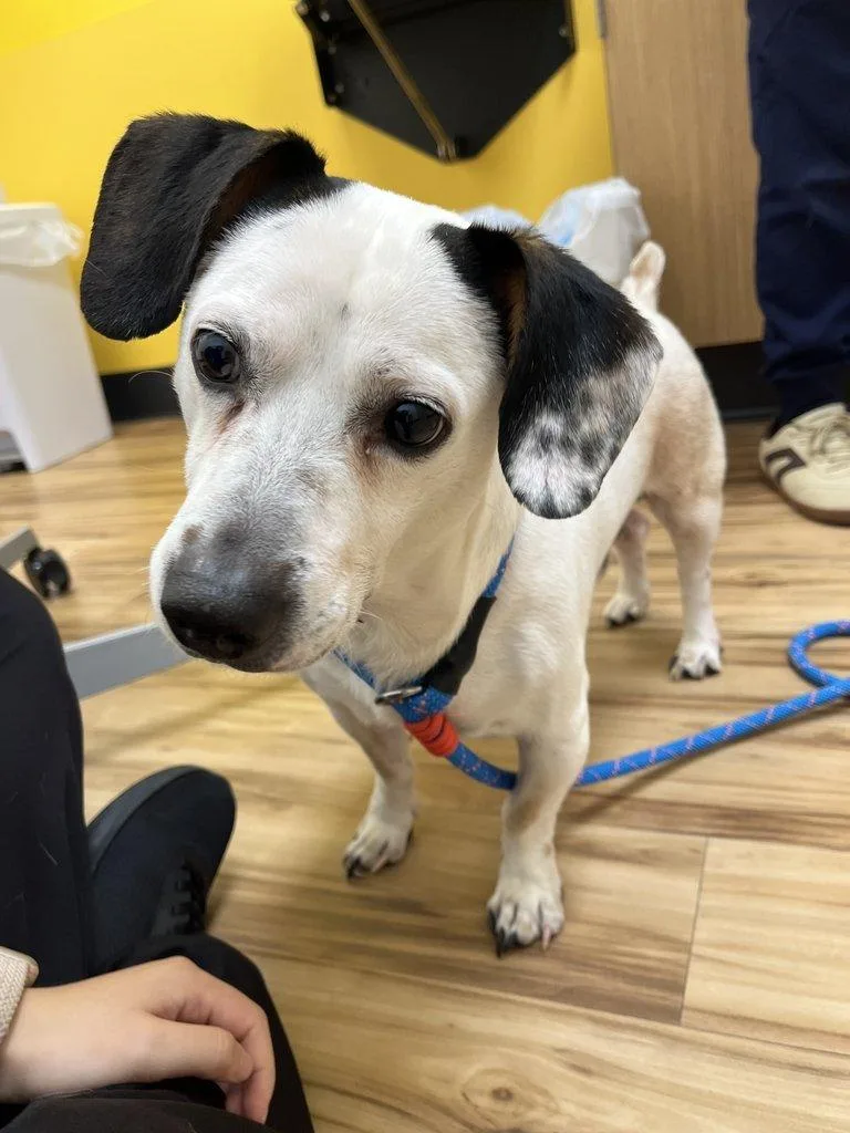An adult medium-sized male White / Cream Mixed Breed dog named Shwarma for adoption in Raleigh, NC