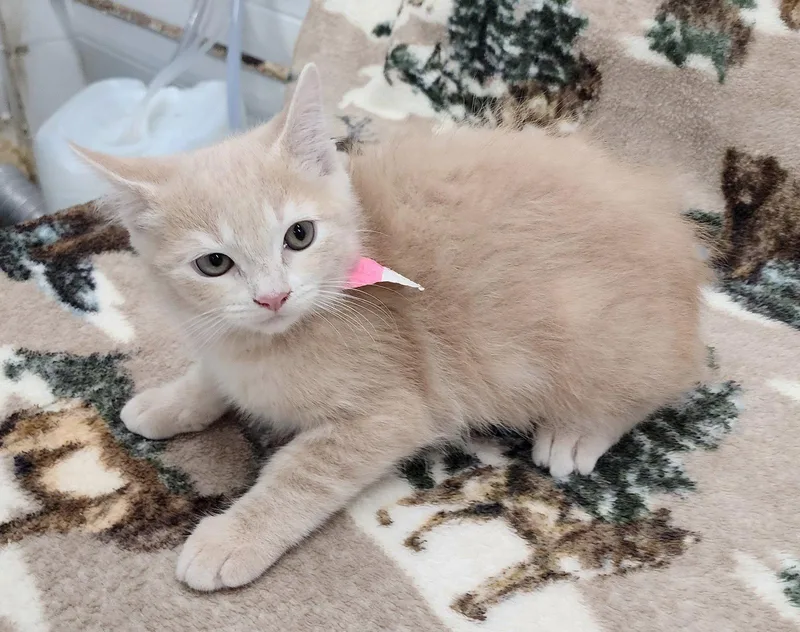 A baby medium-sized female Orange / Red Domestic Short Hair cat named Brittany for adoption in Wetumpka, AL