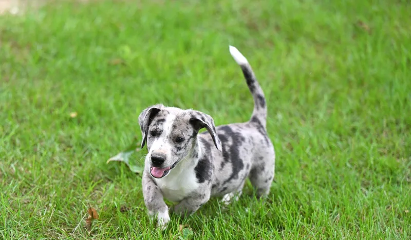 A baby small-sized male Black Dachshund dog named Dapple Dan for adoption in Falmouth, ME