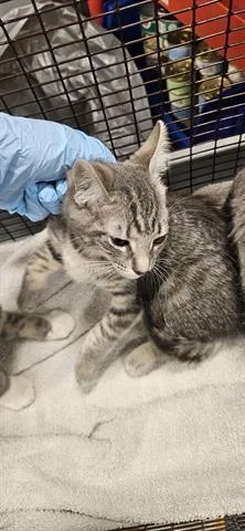 A baby small-sized female Domestic Short Hair cat named Zara for adoption in San Martin, CA