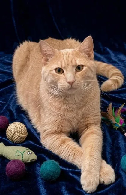 A young small-sized male Domestic Short Hair cat named Cornchip for adoption in Cumming, GA