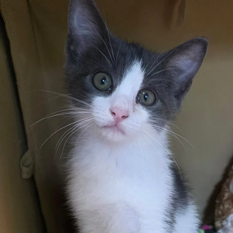 A baby medium-sized male Gray & White American Shorthair cat named Gordon Ramsey for adoption in Wiggins, MS