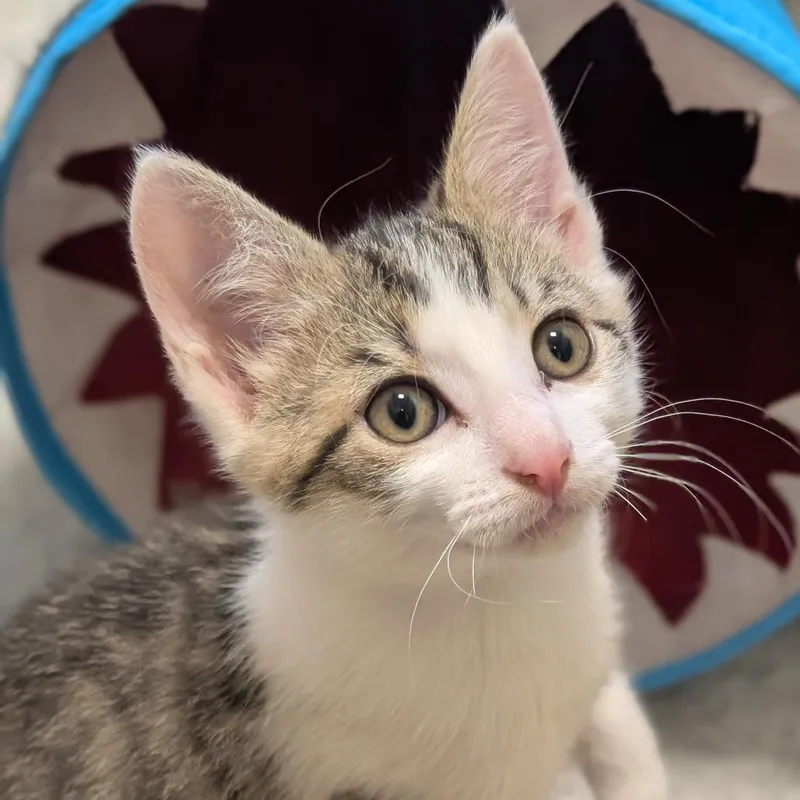 A baby small-sized male Domestic Medium Hair cat named George for adoption in Sonoma, CA