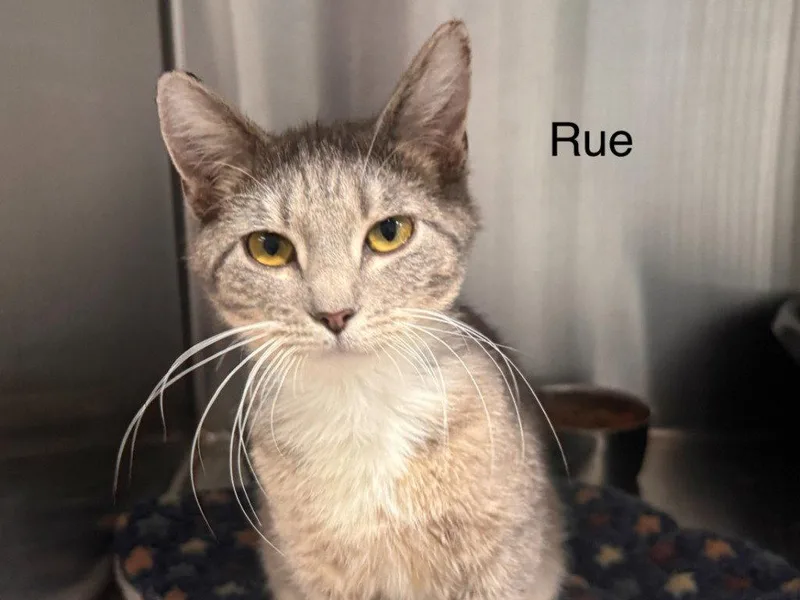 A young small-sized female Domestic Short Hair cat named Rue for adoption in Saint George, UT