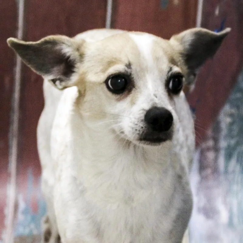 A senior small-sized male White / Cream Chihuahua dog named Chico for adoption in Casa Grande, AZ