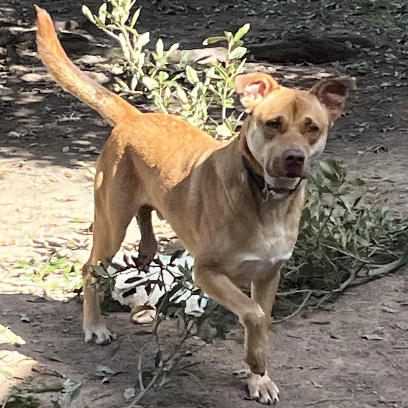 A young medium-sized male Mixed Breed dog named Kobe for adoption in Spring, TX