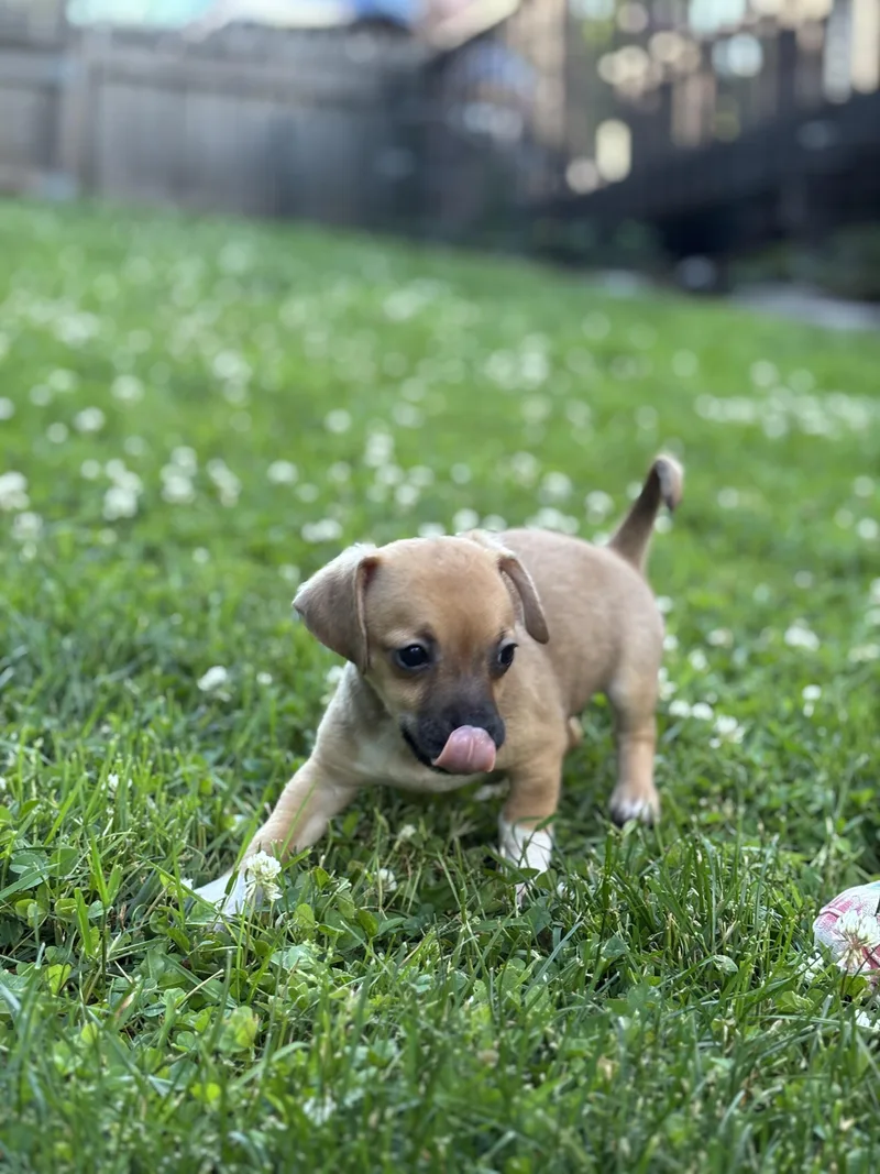 A baby small-sized male Chihuahua dog named Chester for adoption in Lafayette Hill, PA