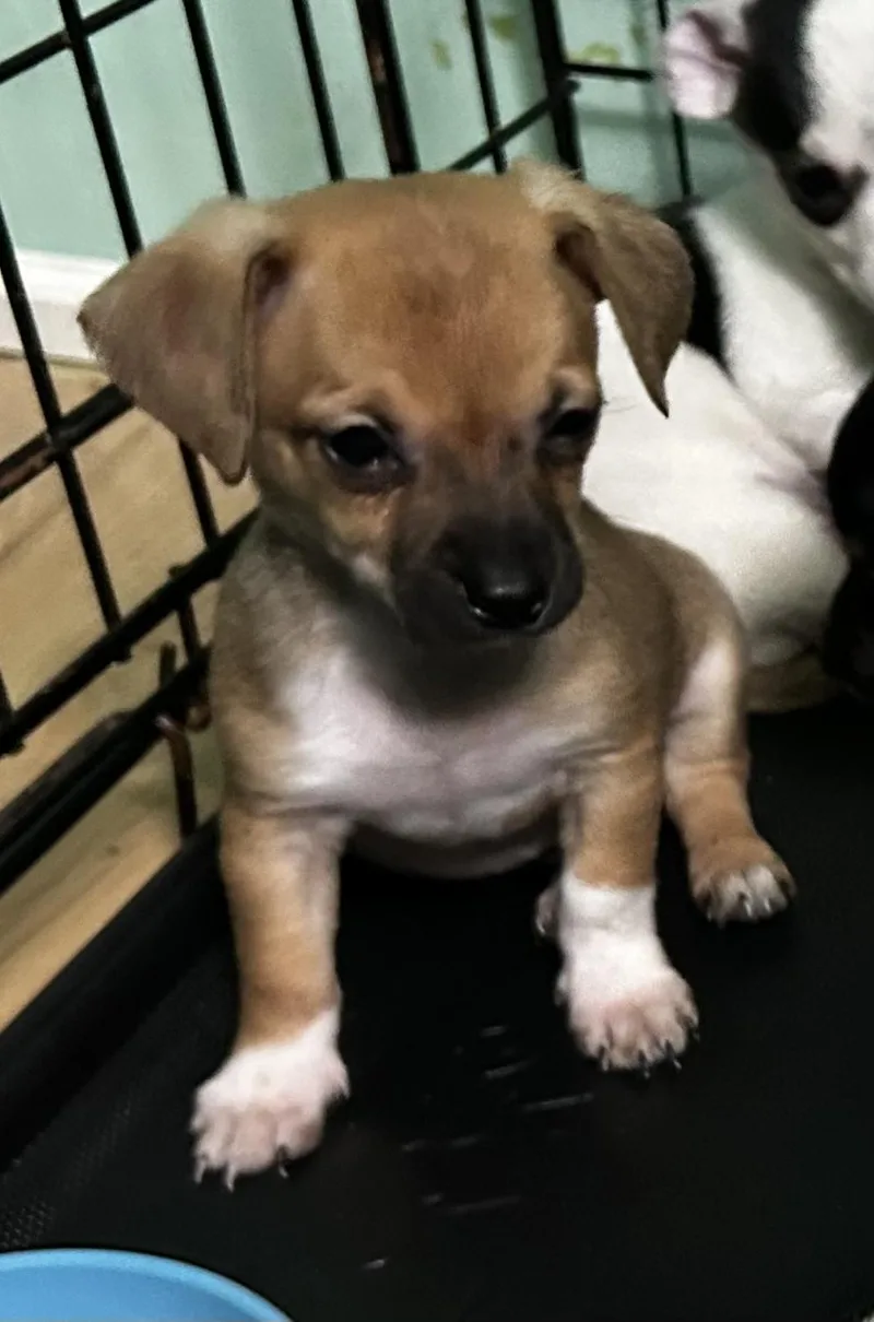 Chester thumbnail 2