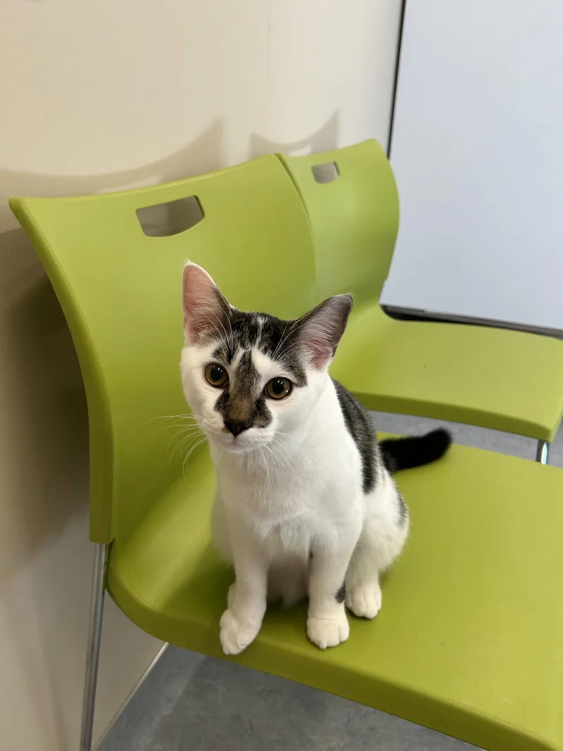 A young medium-sized male Domestic Short Hair cat named Xavier for adoption in Arlington, VT