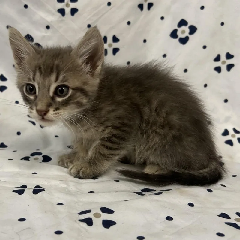 A baby small-sized male Domestic Short Hair cat named Murray for adoption in Coos Bay, OR