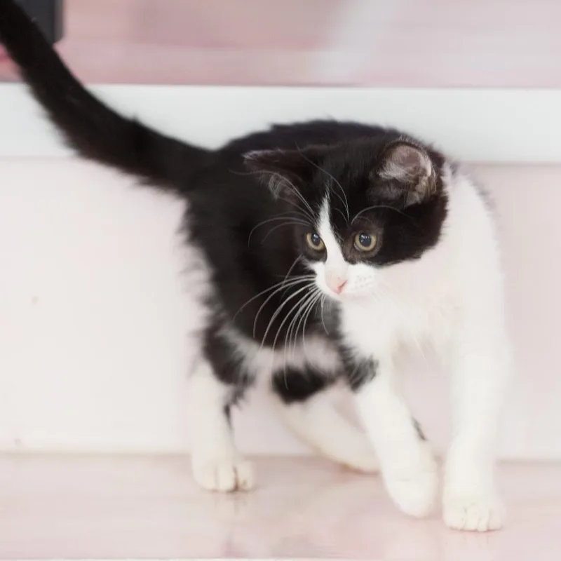 A baby small-sized male Black Domestic Short Hair cat named Randy for adoption in Forest Park, IL