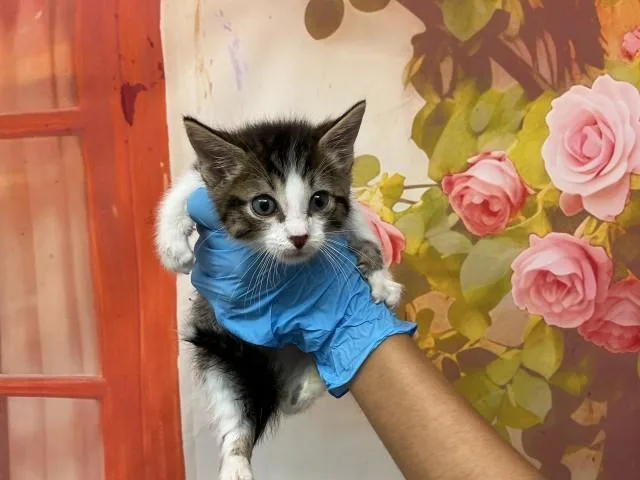 A baby small-sized male Domestic Short Hair cat named Enrique for adoption in San Bernardino, CA