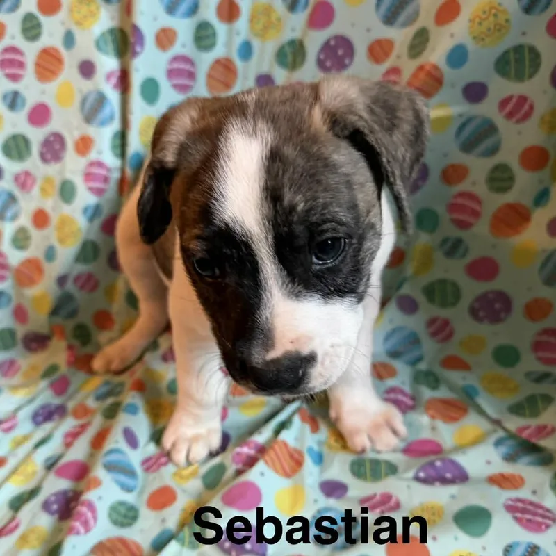 Sebastian thumbnail 2