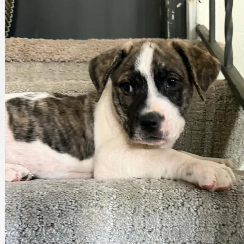 Sebastian thumbnail 3