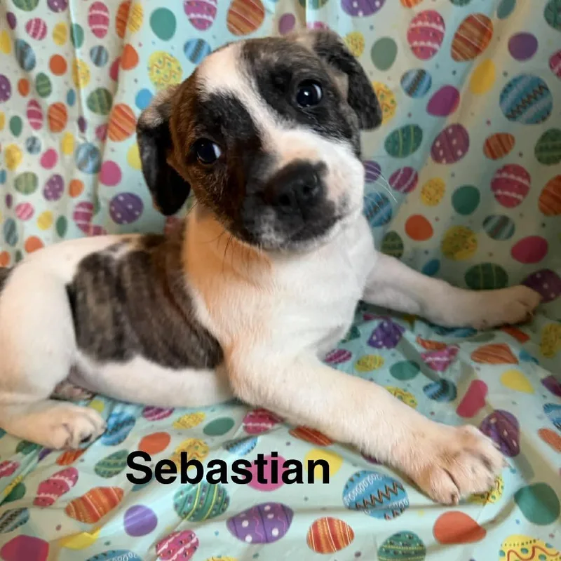 Sebastian thumbnail 4