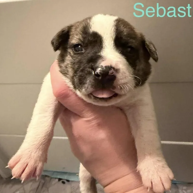 Sebastian thumbnail 5