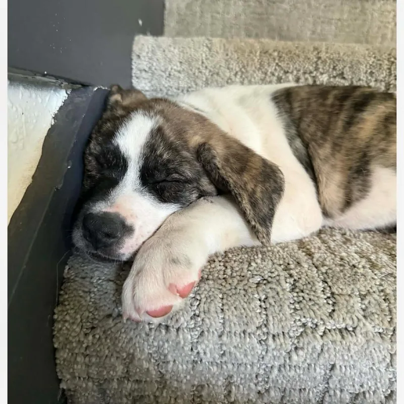 Sebastian thumbnail 6