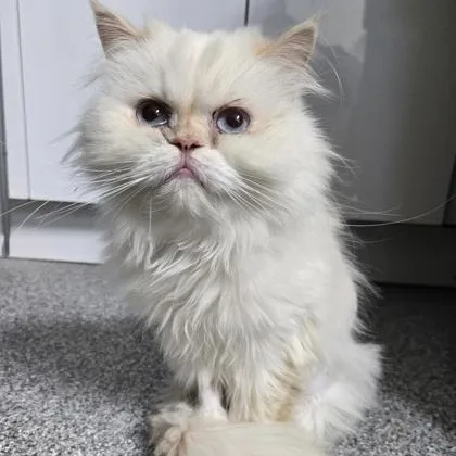 A young small-sized female Cream Point Himalayan cat named Espurr for adoption in Tinley Park, IL