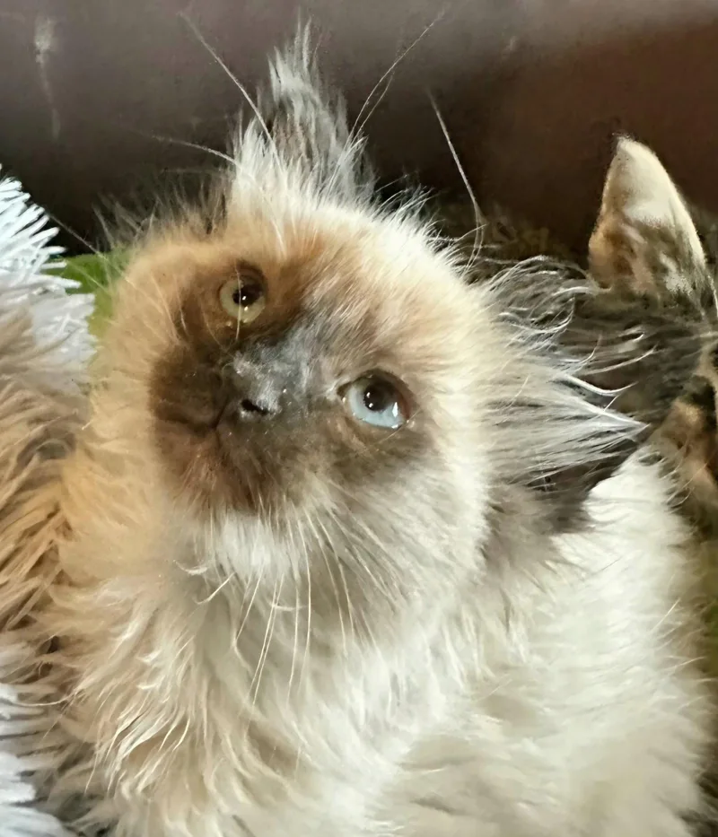A baby medium-sized male Buff / Tan / Fawn Domestic Medium Hair cat named Soba for adoption in Campbell, CA