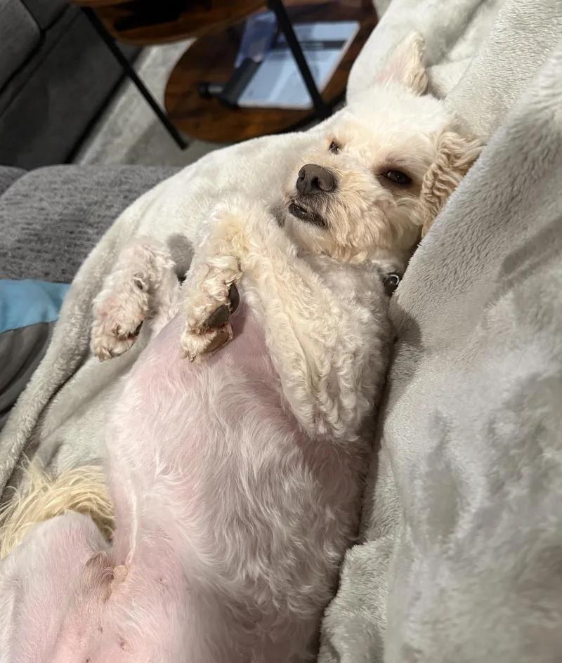 An adult small-sized male Miniature Poodle dog named Toto for adoption in Denver, CO