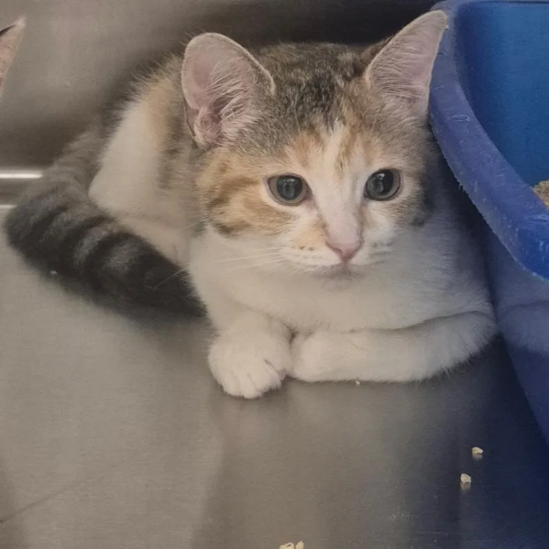 A baby small-sized female Calico Domestic Short Hair cat named Shirley for adoption in Upland, CA