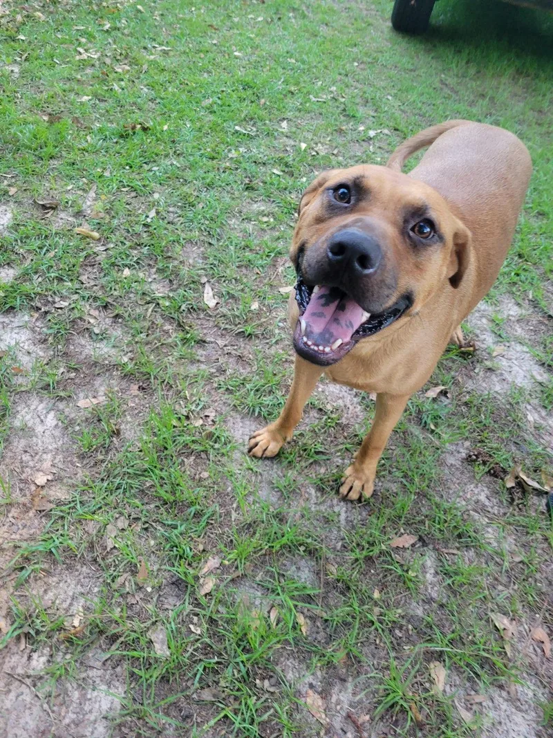 An adult large-sized male Rhodesian Ridgeback dog named Scooby Dixon for adoption in Rockaway, NJ