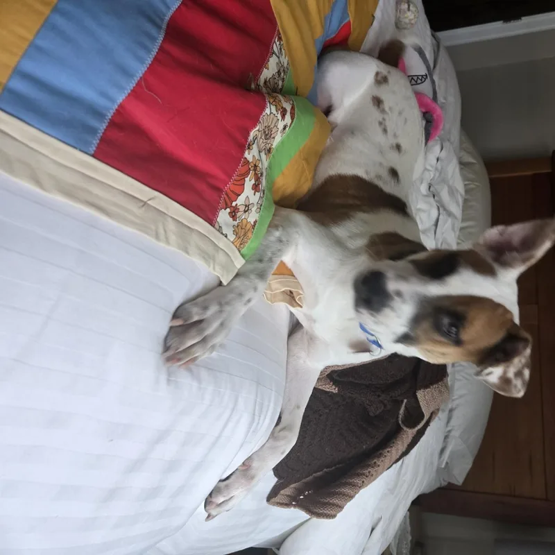A baby large-sized female Mixed Breed dog named Oslo for adoption in Sioux Falls, SD