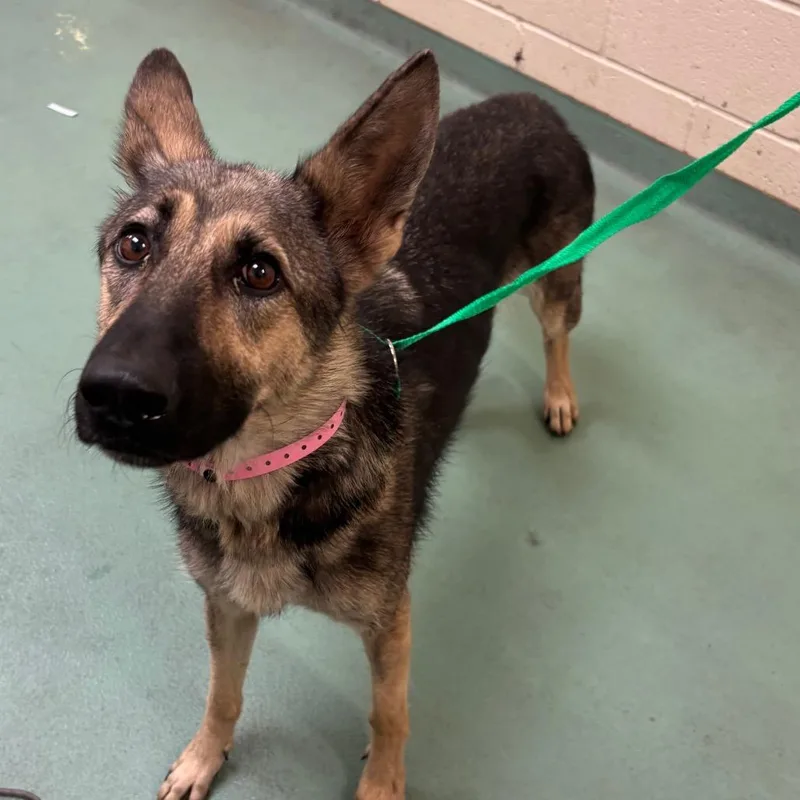 A young medium-sized female Black Mixed Breed dog named Joy for adoption in Memphis, TN