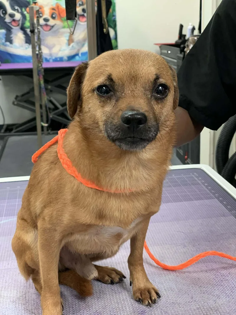 An adult small-sized male Yellow / Tan / Blond / Fawn Chihuahua dog named Harley for adoption in Douglas, MA