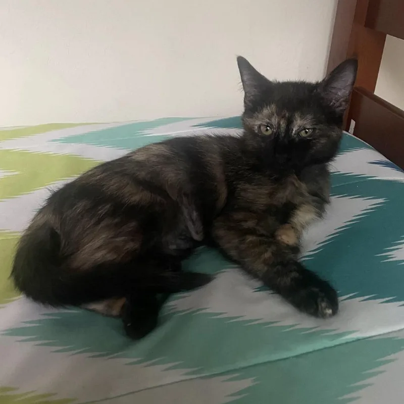 A baby small-sized female Tortoiseshell Domestic Short Hair cat named Opal for adoption in Prescott, AZ