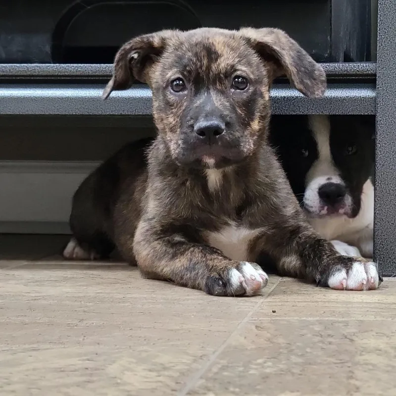 A baby small-sized male Brindle Terrier dog named Finn for adoption in Montgomery, AL