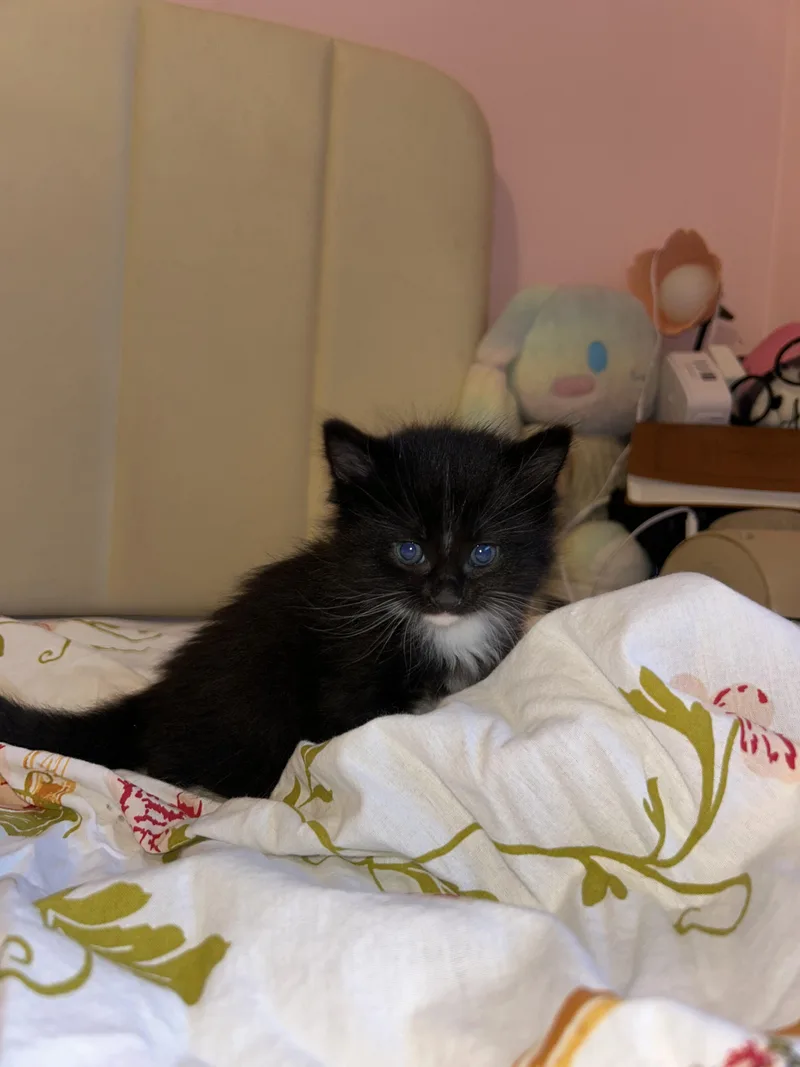 A baby medium-sized female Black Domestic Short Hair cat named Azura for adoption in Fruit Heights, UT