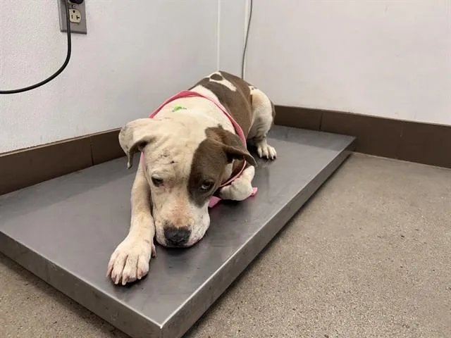 An adult medium-sized female Pit Bull Terrier dog named Mamas for adoption in Tucson, AZ