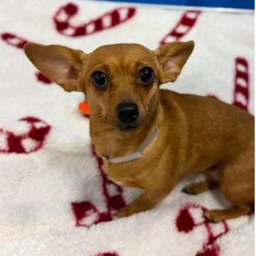 An adult small-sized female Apricot / Beige Chihuahua dog named Strawberry for adoption in Tacoma, WA