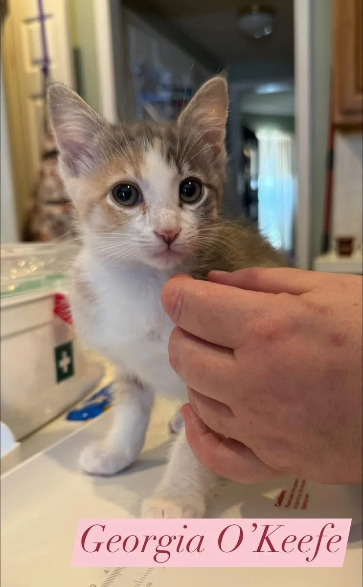 Georgia O'keefe thumbnail 2