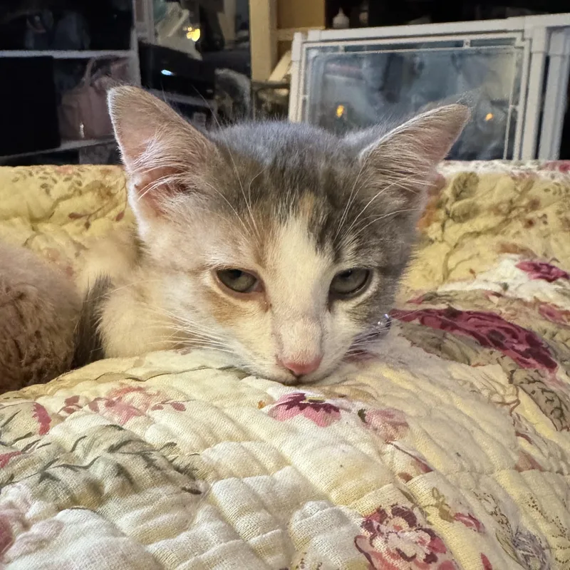 A baby medium-sized female Dilute Tortoiseshell Domestic Short Hair cat named Georgia O'keefe for adoption in Houston, TX