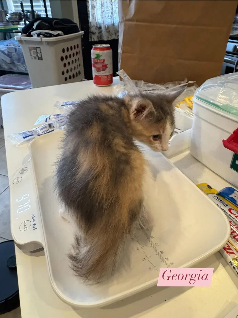 Georgia O'keefe thumbnail 5