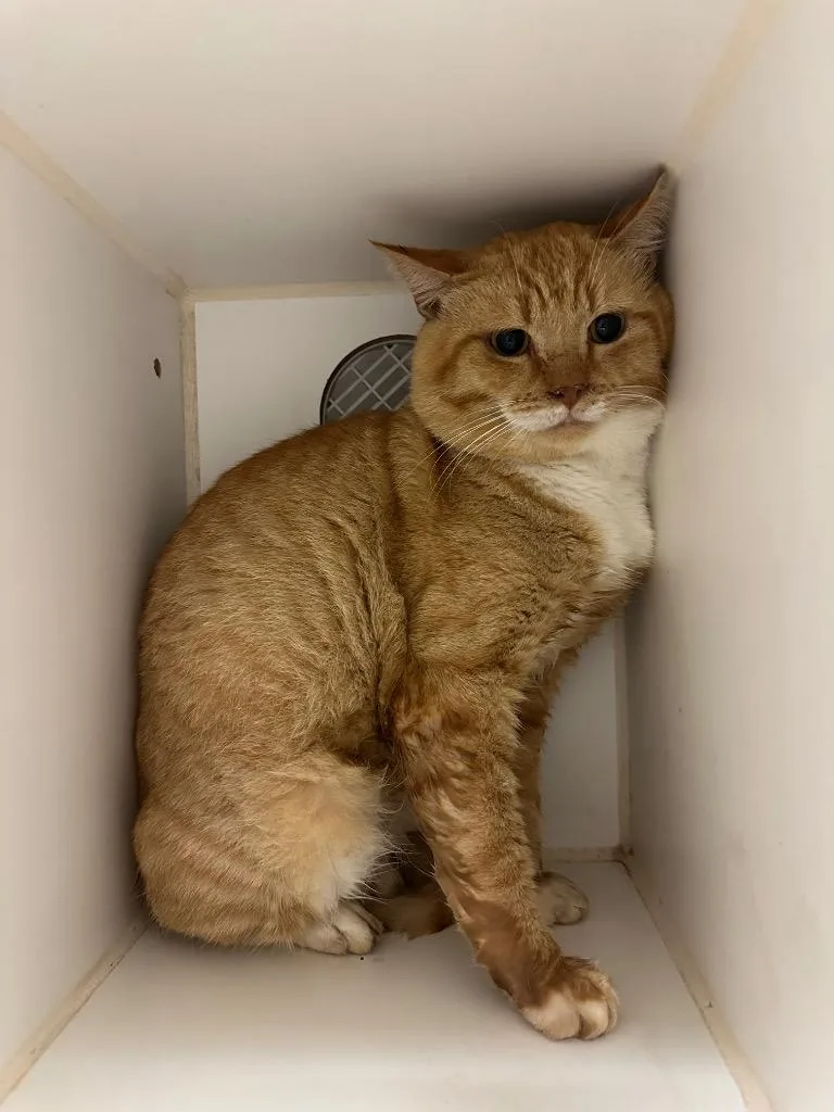 A young large-sized male Domestic Short Hair cat named Beech for adoption in Johnson City, TN