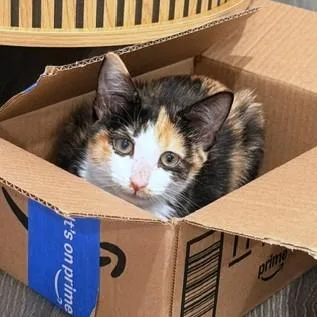 A baby medium-sized female Domestic Short Hair cat named Muffin for adoption in Washington, DC