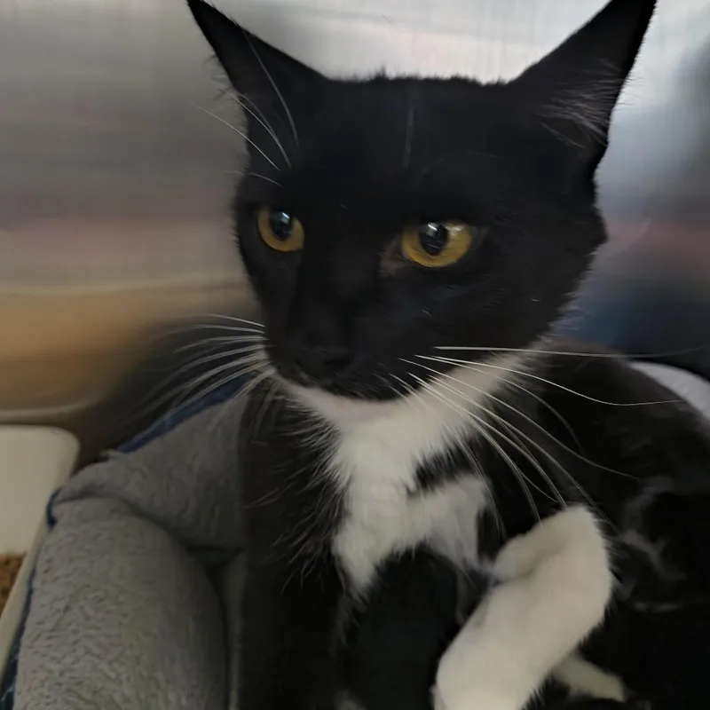A young medium-sized female Black Domestic Short Hair cat named Dior for adoption in Othello, WA