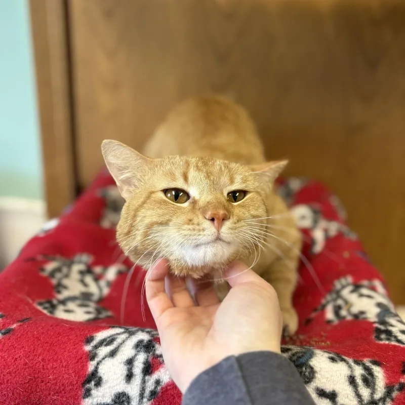 An adult large-sized male Orange / Red Domestic Short Hair cat named Pirate for adoption in Fargo, ND