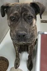 An adult large-sized female Brindle Boxer dog named Shay for adoption in Edgewood, NM