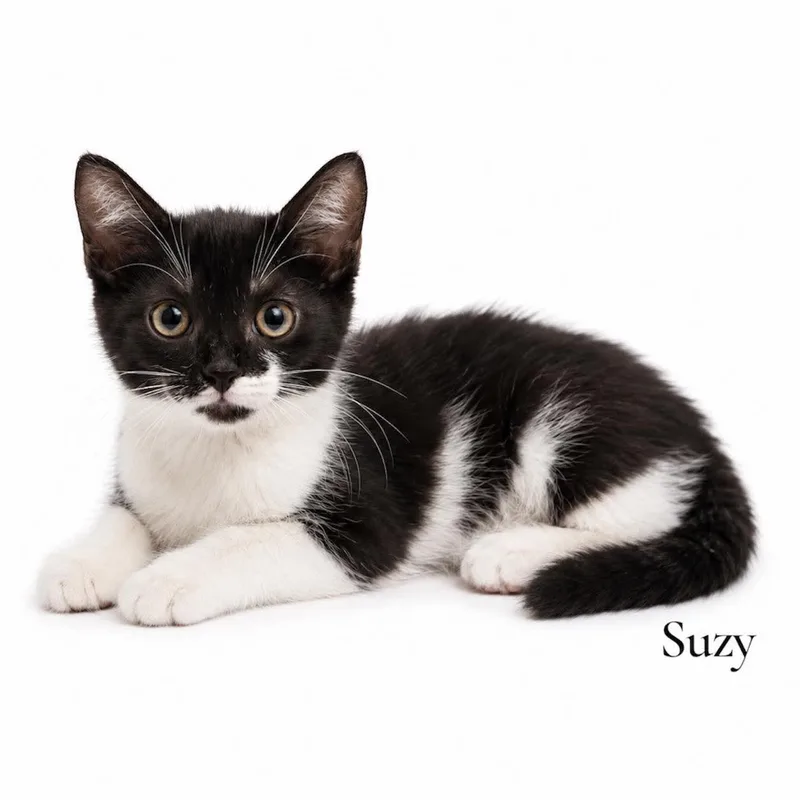 A baby medium-sized female White Domestic Short Hair cat named Suzy for adoption in Stevensville, MI