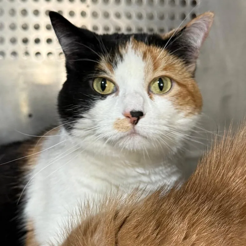 An adult large-sized female Calico Domestic Short Hair cat named Lucy for adoption in Gresham, WI